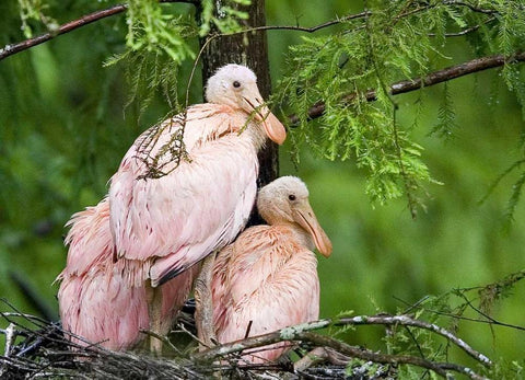 Louisiana Spoonbill chicks on their nest White Modern Wood Framed Art Print with Double Matting by Williams, Joanne