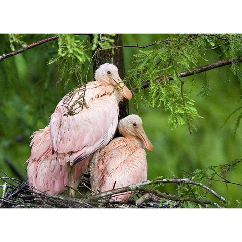 Louisiana Spoonbill chicks on their nest Black Modern Wood Framed Art Print by Williams, Joanne