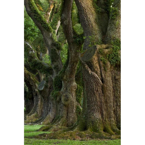 Louisiana, Vacherie A line of old oak trees Black Modern Wood Framed Art Print by Kaveney, Wendy