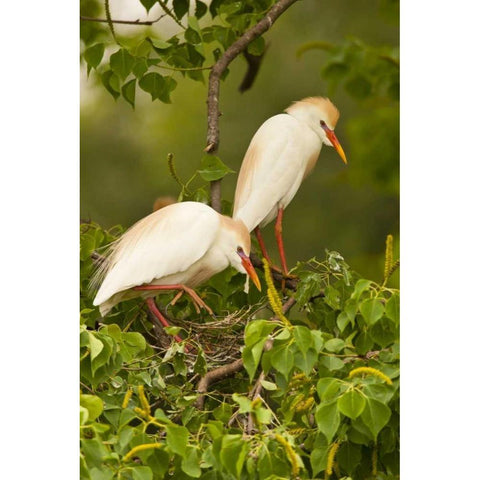 Louisiana, Jefferson Island Cattle egrets Black Modern Wood Framed Art Print by Illg, Cathy and Gordon