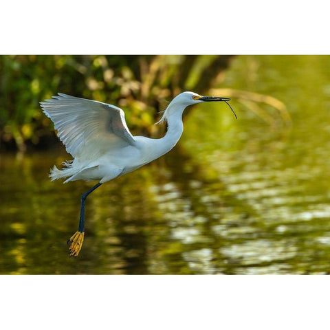 Louisiana-Jefferson Island Flying snowy egret brings stick to build nest Black Modern Wood Framed Art Print by Jaynes Gallery