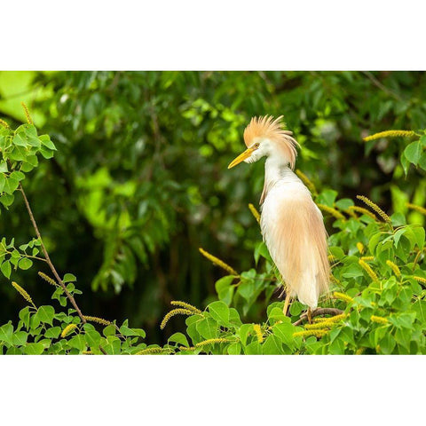 Louisiana-Jefferson Island Cattle egret in breeding plumage Black Modern Wood Framed Art Print by Jaynes Gallery