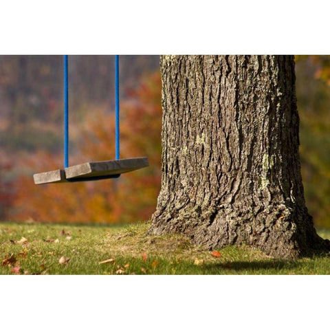 Maine, Bethel A wooden swing hangs from a tree Black Modern Wood Framed Art Print by Kaveney, Wendy