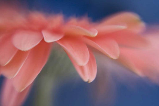 Image Only