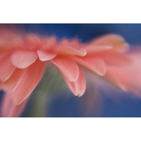Maine, Harpswell Abstract of pink gerbera flower Black Modern Wood Framed Art Print by Clemons, Kathleen
