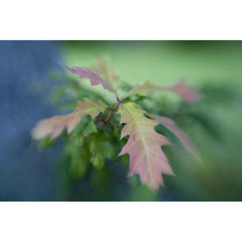 Maine, Harpswell Oak leaves in early autumn Black Modern Wood Framed Art Print with Double Matting by Clemons, Kathleen