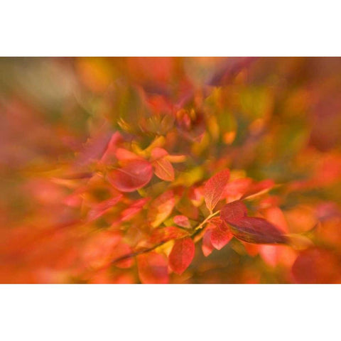 ME, Harpswell Impressionistic autumn foliage Black Modern Wood Framed Art Print by Clemons, Kathleen