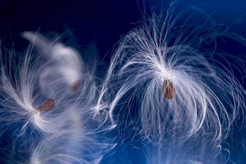 Maine, Harpswell Milkweed seeds on a mirror White Modern Wood Framed Art Print with Double Matting by Clemons, Kathleen