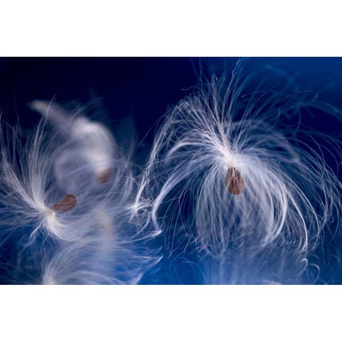 Maine, Harpswell Milkweed seeds on a mirror Black Modern Wood Framed Art Print by Clemons, Kathleen