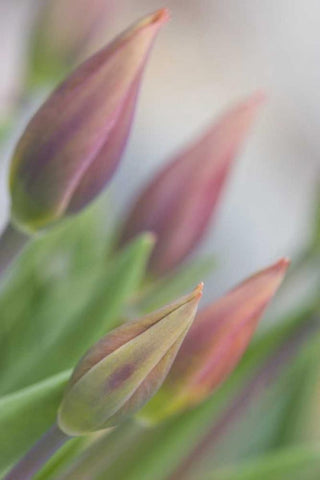 ME, Harpswell Tulip buds in a flower garden White Modern Wood Framed Art Print with Double Matting by Clemons, Kathleen