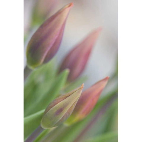ME, Harpswell Tulip buds in a flower garden Gold Ornate Wood Framed Art Print with Double Matting by Clemons, Kathleen