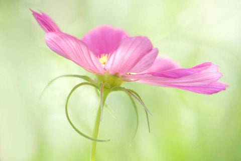 USA, Maine, Harpswell Close-up of a pink cosmos White Modern Wood Framed Art Print with Double Matting by Clemons, Kathleen
