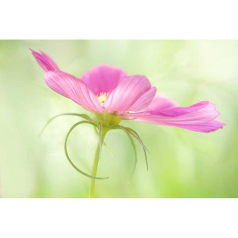 USA, Maine, Harpswell Close-up of a pink cosmos Black Modern Wood Framed Art Print with Double Matting by Clemons, Kathleen
