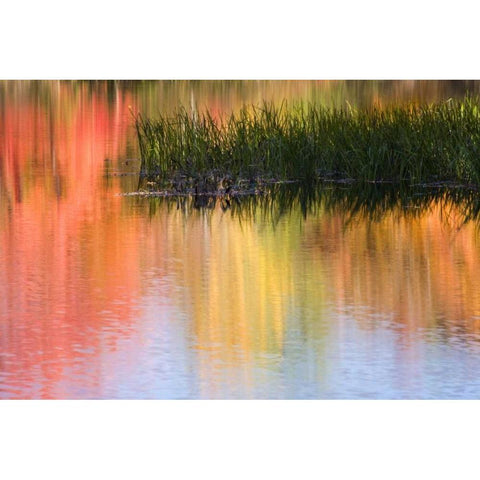 ME, South Paris Grasses growing in water in fall White Modern Wood Framed Art Print by Kaveney, Wendy
