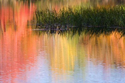 Image Only