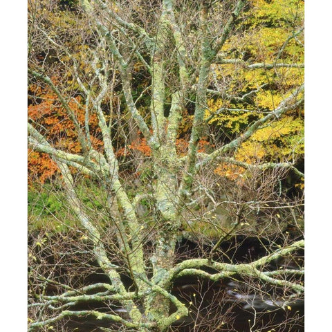 Maine, Acadia NP Lichen-covered tree by a stream Black Modern Wood Framed Art Print by Talbot Frank, Christopher