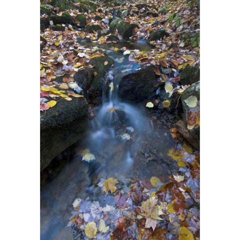USA, Maine, Acadia NP Fallen leaves on stream White Modern Wood Framed Art Print by Rotenberg, Nancy