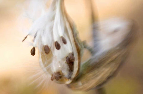 Maine, Harpswell Milkweed seeds in autumn White Modern Wood Framed Art Print with Double Matting by Clemons, Kathleen
