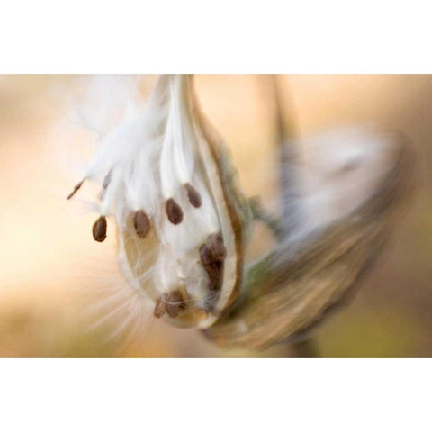 Maine, Harpswell Milkweed seeds in autumn Black Modern Wood Framed Art Print by Clemons, Kathleen