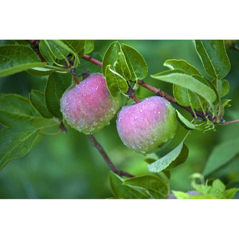 Maine, Harpswell Dew-covered apples on tree Black Modern Wood Framed Art Print with Double Matting by Clemons, Kathleen