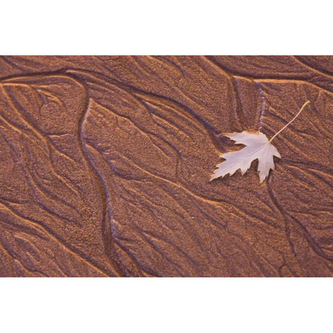 Maine, Phippsburg Leaf on Popham Beach, sunrise White Modern Wood Framed Art Print by Clemons, Kathleen