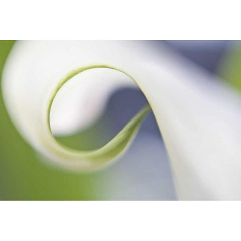 Maine, Harpswell Curled calla lily petal Black Modern Wood Framed Art Print by Clemons, Kathleen