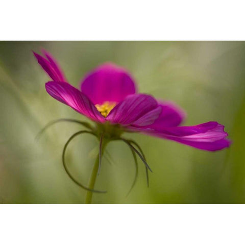 Maine, Harpswell Pink cosmos flower Black Modern Wood Framed Art Print with Double Matting by Clemons, Kathleen