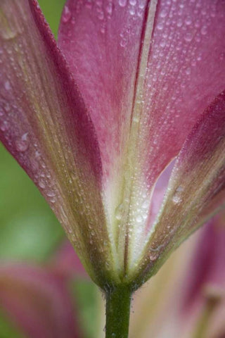 Maine, Harpswell Pink lily covered in dew White Modern Wood Framed Art Print with Double Matting by Clemons, Kathleen