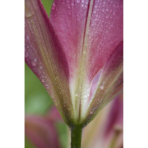 Maine, Harpswell Pink lily covered in dew Black Modern Wood Framed Art Print with Double Matting by Clemons, Kathleen