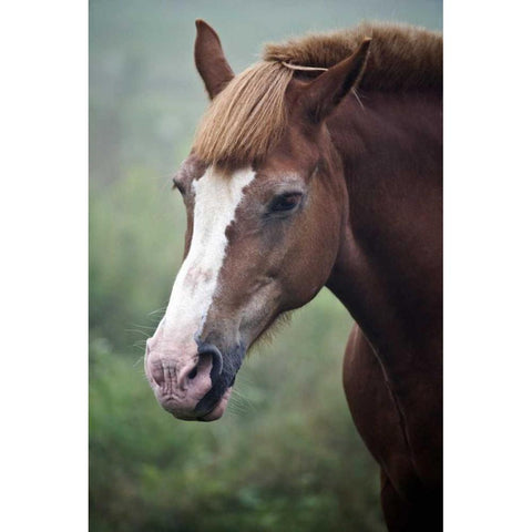 Maine, Harpswell Horse on a foggy day Gold Ornate Wood Framed Art Print with Double Matting by Clemons, Kathleen