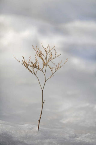 ME, Harpswell Sprig of sea lavender in ice White Modern Wood Framed Art Print with Double Matting by Clemons, Kathleen