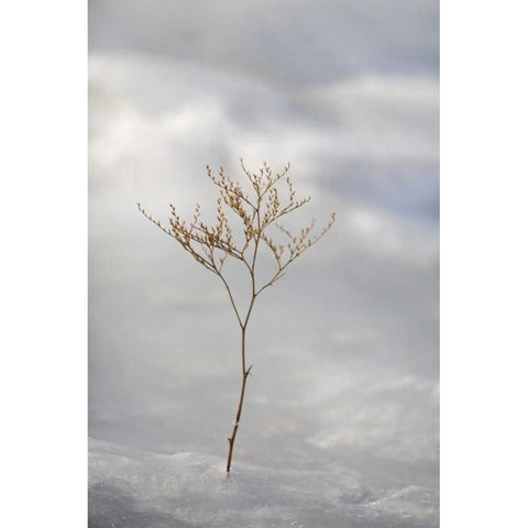 ME, Harpswell Sprig of sea lavender in ice Black Modern Wood Framed Art Print with Double Matting by Clemons, Kathleen