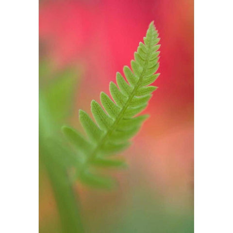 USA, Maine, Harpswell Newly-emerged fern leaf White Modern Wood Framed Art Print by Clemons, Kathleen
