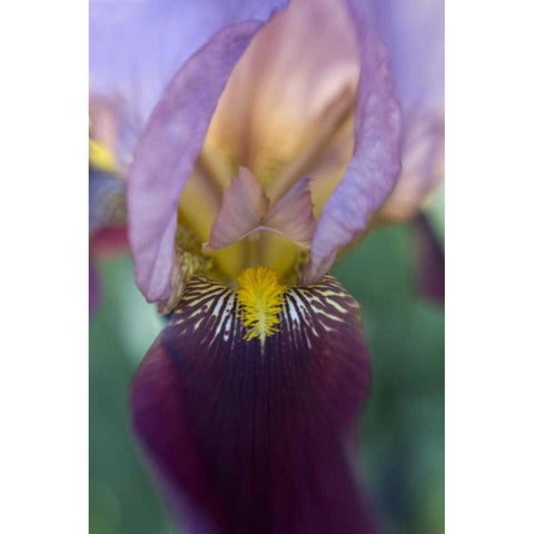 USA, Maine, Harpswell Close-up of iris flower Gold Ornate Wood Framed Art Print with Double Matting by Clemons, Kathleen