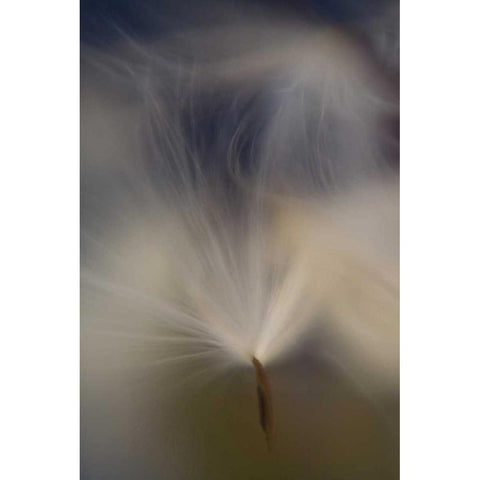 Maine, Harpswell Abstract Milkweed seeds White Modern Wood Framed Art Print by Clemons, Kathleen