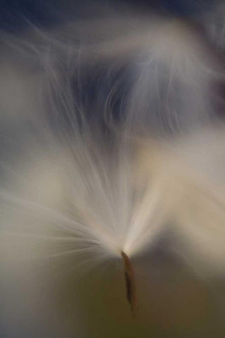 Maine, Harpswell Abstract Milkweed seeds White Modern Wood Framed Art Print with Double Matting by Clemons, Kathleen