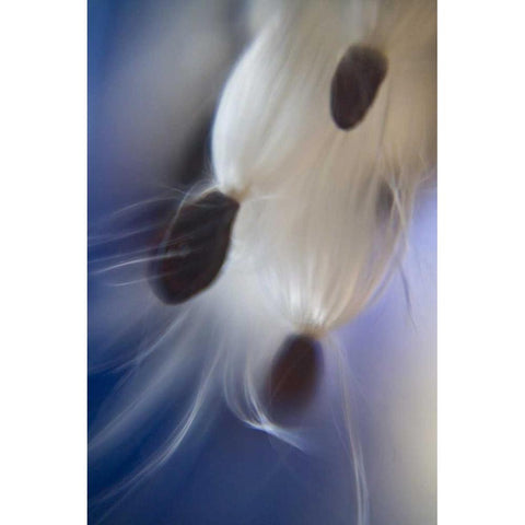 Maine, Harpswell Abstract Milkweed seeds Black Modern Wood Framed Art Print by Clemons, Kathleen