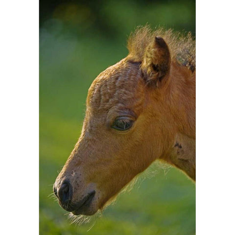 Maine, Bath Miniature horse at sunset Gold Ornate Wood Framed Art Print with Double Matting by Clemons, Kathleen