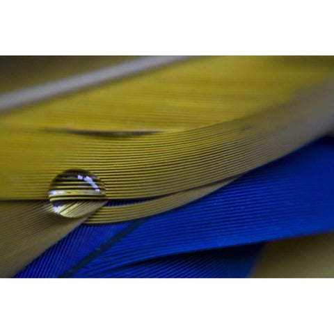 ME, Harpswell Water drop on parrot feathers Black Modern Wood Framed Art Print by Clemons, Kathleen