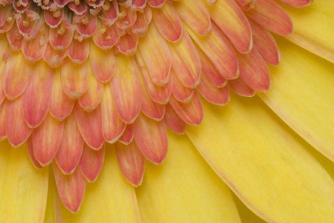 ME, Harpswell Yellow and pink gerbera daisy Black Ornate Wood Framed Art Print with Double Matting by Clemons, Kathleen