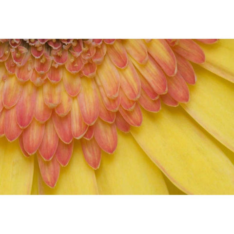 ME, Harpswell Yellow and pink gerbera daisy Black Modern Wood Framed Art Print by Clemons, Kathleen