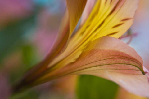 Maine, Harpswell Pink and yellow lily White Modern Wood Framed Art Print with Double Matting by Clemons, Kathleen