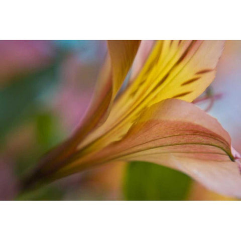 Maine, Harpswell Pink and yellow lily Gold Ornate Wood Framed Art Print with Double Matting by Clemons, Kathleen