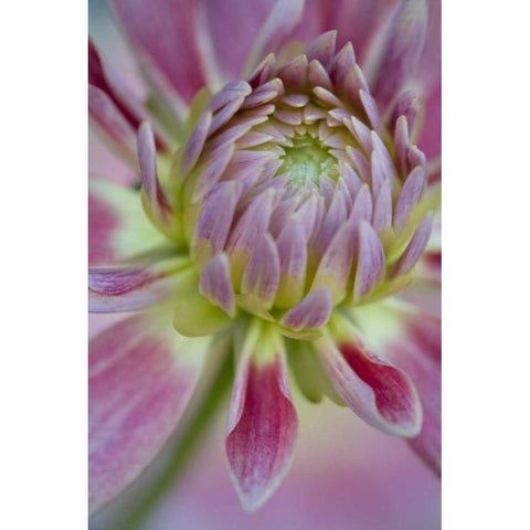 Maine, Harpswell Close-up of pink dahlia flower Gold Ornate Wood Framed Art Print with Double Matting by Clemons, Kathleen