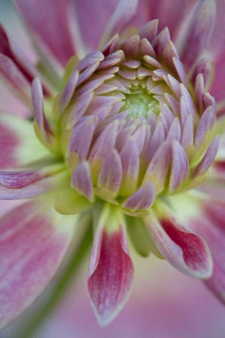 Maine, Harpswell Close-up of pink dahlia flower White Modern Wood Framed Art Print with Double Matting by Clemons, Kathleen