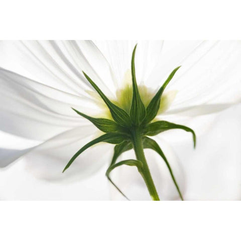 ME, Harpswell Underside of a white cosmos White Modern Wood Framed Art Print by Clemons, Kathleen