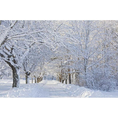 Maine, Harpswell Heavy snowfall on Bear Paw Road White Modern Wood Framed Art Print by Clemons, Kathleen