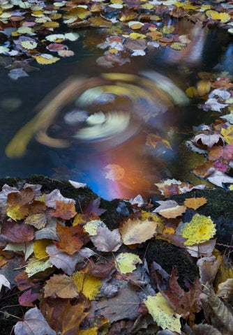 ME, Acadia Whirlpool of fallen leaves in stream Black Ornate Wood Framed Art Print with Double Matting by Rotenberg, Nancy