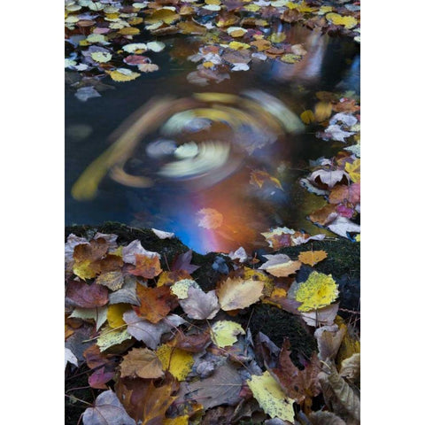 ME, Acadia Whirlpool of fallen leaves in stream Black Modern Wood Framed Art Print by Rotenberg, Nancy