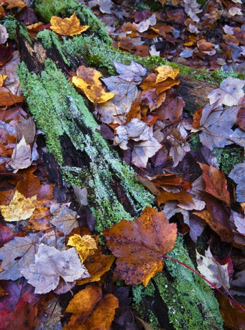 Fallen leaves and lichen log, Acadia NP, Maine Black Ornate Wood Framed Art Print with Double Matting by Rotenberg, Nancy